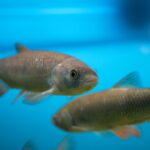 Zwei Fische schwimmen in klarem, blauem Wasser, wobei ein Fisch im Vordergrund der Kamera zugewandt ist und der andere leicht verschwommen im Hintergrund liegt.