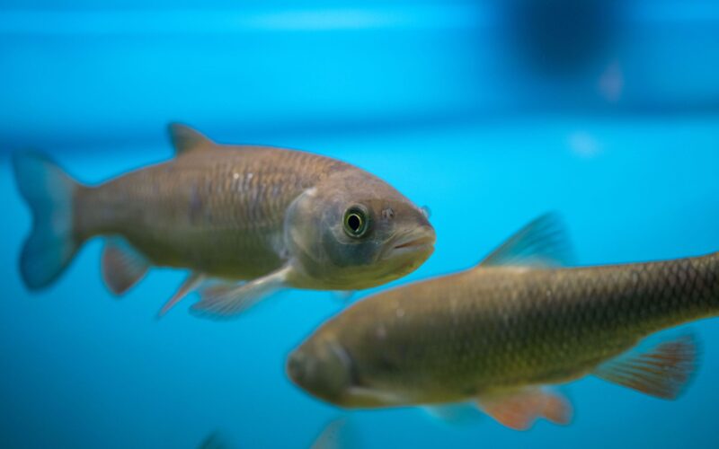 Zwei Fische schwimmen in klarem, blauem Wasser, wobei ein Fisch im Vordergrund der Kamera zugewandt ist und der andere leicht verschwommen im Hintergrund liegt.