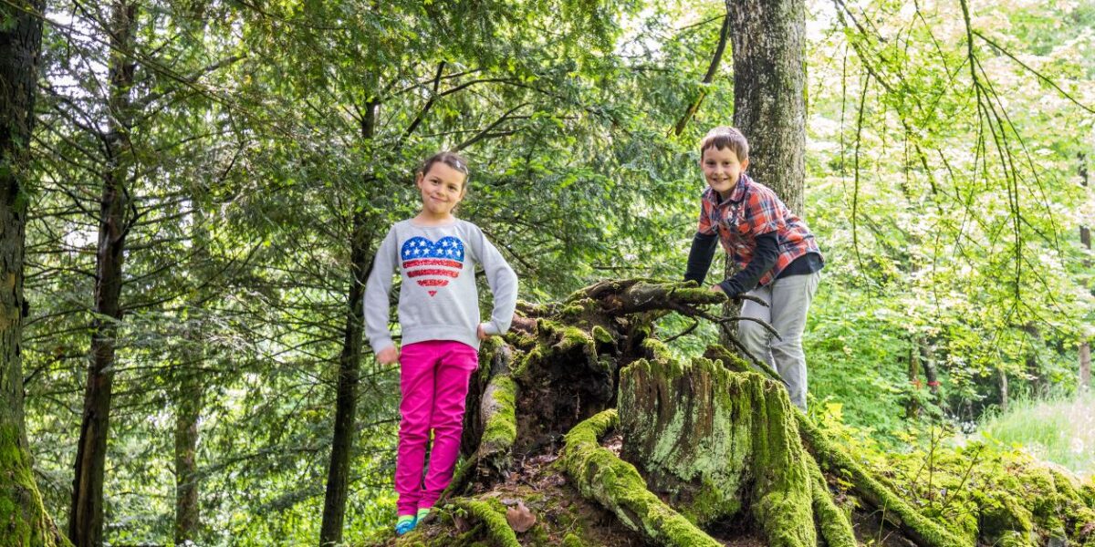 Zwei Kinder stehen auf und neben einem großen moosbewachsenen Baumstumpf mit freiliegenden Wurzeln in einem Waldgebiet.
