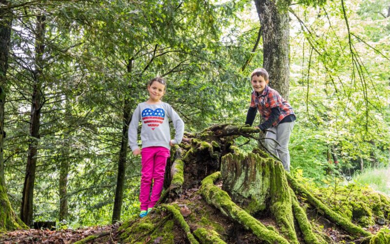 Zwei Kinder stehen auf und neben einem großen moosbewachsenen Baumstumpf mit freiliegenden Wurzeln in einem Waldgebiet.