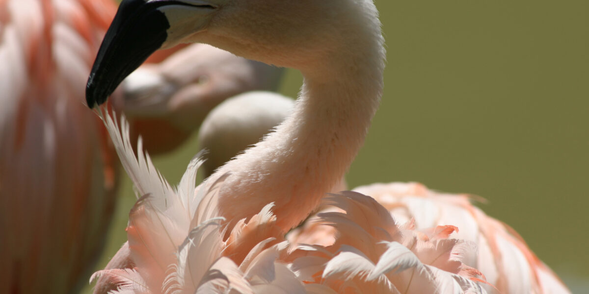 Nahaufnahme eines rosafarbenen Flamingos mit zur Seite gedrehtem Kopf, der detaillierte Federn und einen gebogenen Schnabel zeigt. Ein anderer Flamingo ist teilweise im Hintergrund zu sehen.