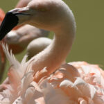 Nahaufnahme eines rosafarbenen Flamingos mit zur Seite gedrehtem Kopf, der detaillierte Federn und einen gebogenen Schnabel zeigt. Ein anderer Flamingo ist teilweise im Hintergrund zu sehen.