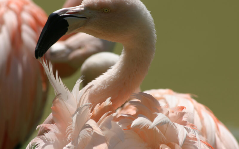 Nahaufnahme eines rosafarbenen Flamingos mit zur Seite gedrehtem Kopf, der detaillierte Federn und einen gebogenen Schnabel zeigt. Ein anderer Flamingo ist teilweise im Hintergrund zu sehen.