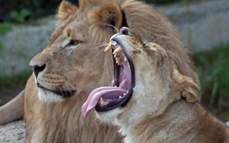 Ein männlicher Löwe sitzt neben einer Löwin, die gähnt und dabei ihre Zähne und Zunge zeigt. Beide ruhen sich auf dem Boden aus.