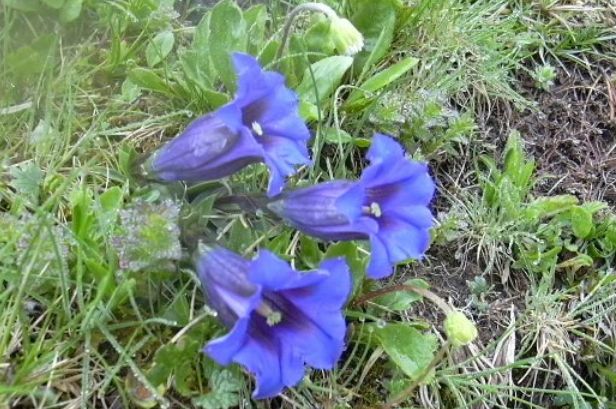 Vier blaue trompetenförmige Blüten mit grünen Blättern und Gras, das um sie herum wächst, in einer Außenumgebung.