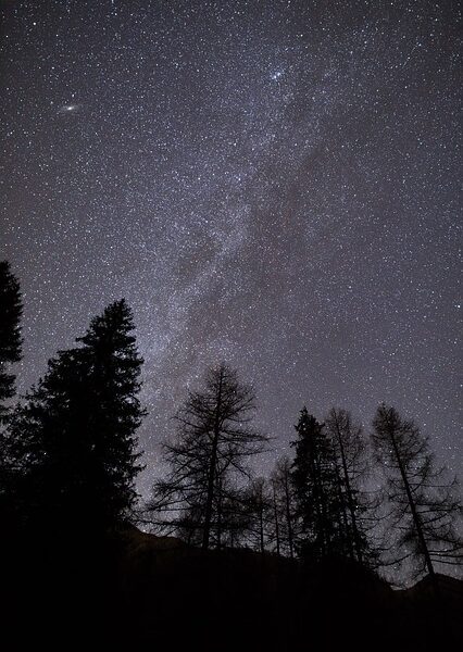 Nachthimmel voller Sterne, mit Silhouetten hoher Bäume im Vordergrund.