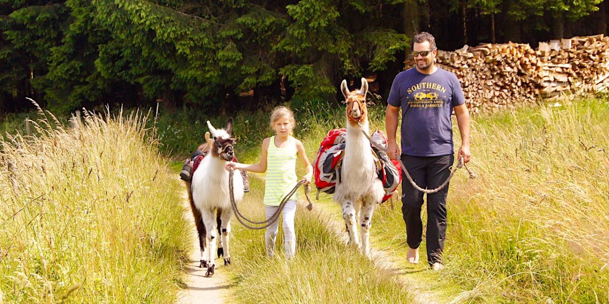 Ein Mann und ein junges Mädchen gehen einen grasbewachsenen Weg entlang, jeder führt ein beladenes Lama, mit gestapeltem Feuerholz und Bäumen im Hintergrund.