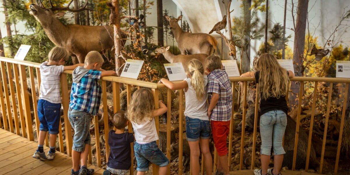 Sieben Kinder stehen an einem hölzernen Geländer und betrachten ein Diorama mit Rehen und Waldlandschaften in einem Museum oder Naturzentrum.