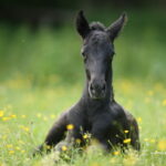 Ein schwarzes Fohlen liegt auf einer Wiese mit gelben Wildblumen und schaut in die Kamera.