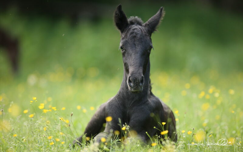 Ein schwarzes Fohlen liegt auf einer Wiese mit gelben Wildblumen und schaut in die Kamera.