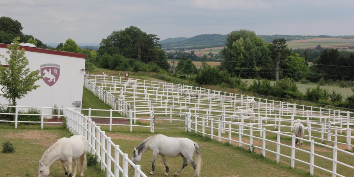 Mehrere weiße Pferde grasen in getrennten, eingezäunten Gehegen auf einer grasbewachsenen Farm mit sanften Hügeln und Bäumen im Hintergrund.