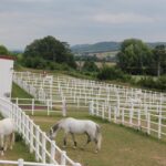 Mehrere weiße Pferde grasen in getrennten, eingezäunten Gehegen auf einer grasbewachsenen Farm mit sanften Hügeln und Bäumen im Hintergrund.