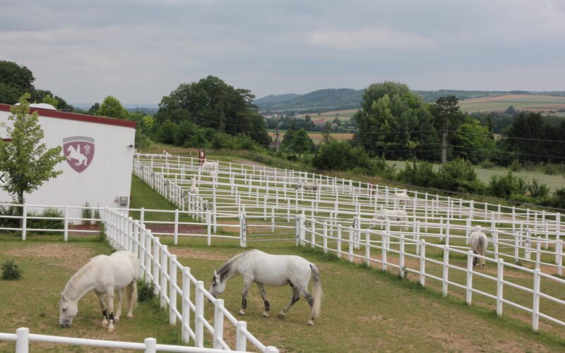 Mehrere weiße Pferde grasen in getrennten, eingezäunten Gehegen auf einer grasbewachsenen Farm mit sanften Hügeln und Bäumen im Hintergrund.