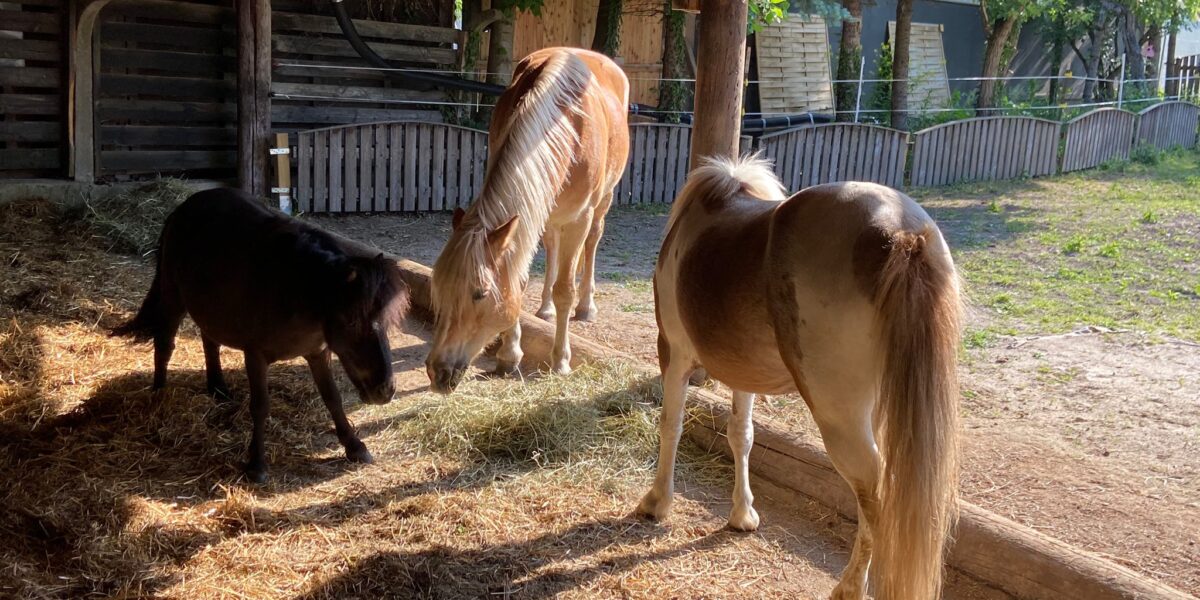 Drei Ponys stehen auf Stroh unter einem hölzernen Unterstand, das Sonnenlicht scheint herein, und außerhalb des eingezäunten Geländes ist Grün zu sehen.