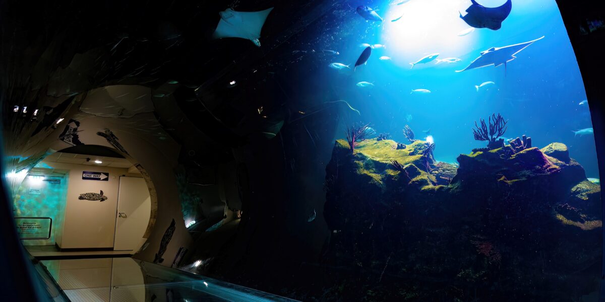 Ein Glastunnel im Inneren eines Aquariums mit einem großen Becken mit Rochen, Fischen und Korallen, das von oben mit blauem Licht beleuchtet wird.