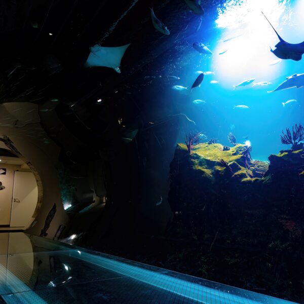 Ein Glastunnel im Inneren eines Aquariums mit einem großen Becken mit Rochen, Fischen und Korallen, das von oben mit blauem Licht beleuchtet wird.