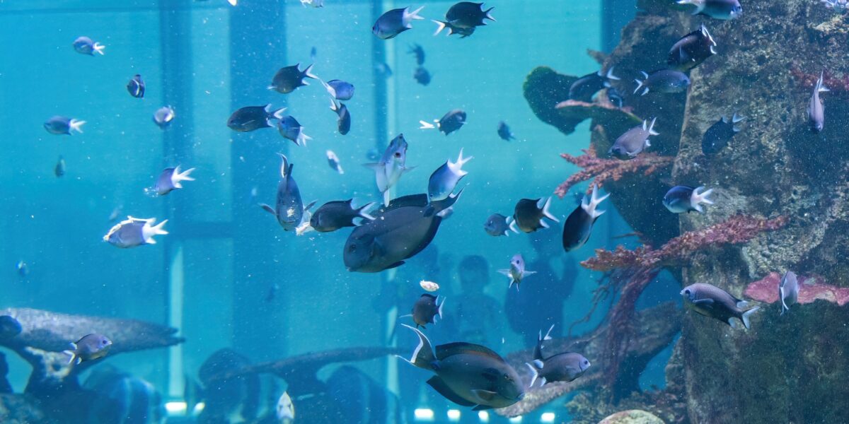 Ein großes Aquarium mit vielen kleinen Fischen, die um Korallen und Felsen herumschwimmen; im Hintergrund sind durch das Glas Silhouetten von Menschen zu sehen.
