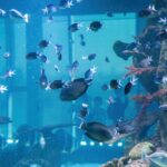 Ein großes Aquarium mit vielen kleinen Fischen, die um Korallen und Felsen herumschwimmen; im Hintergrund sind durch das Glas Silhouetten von Menschen zu sehen.