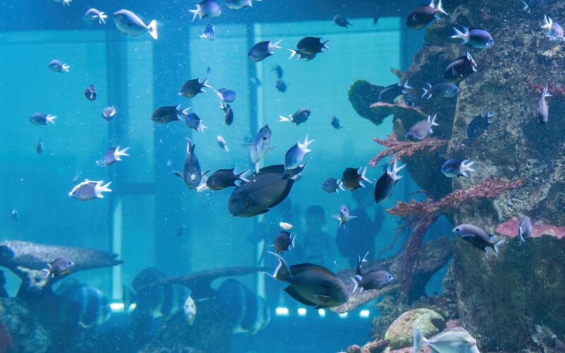 Ein großes Aquarium mit vielen kleinen Fischen, die um Korallen und Felsen herumschwimmen; im Hintergrund sind durch das Glas Silhouetten von Menschen zu sehen.