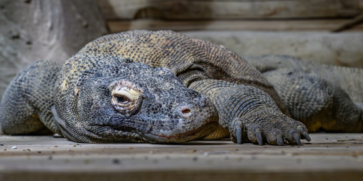 Ein Komodowaran liegt auf einer hölzernen Unterlage, den Kopf auf den Boden gestützt, und wirkt entspannt in einem naturnahen Gehege.