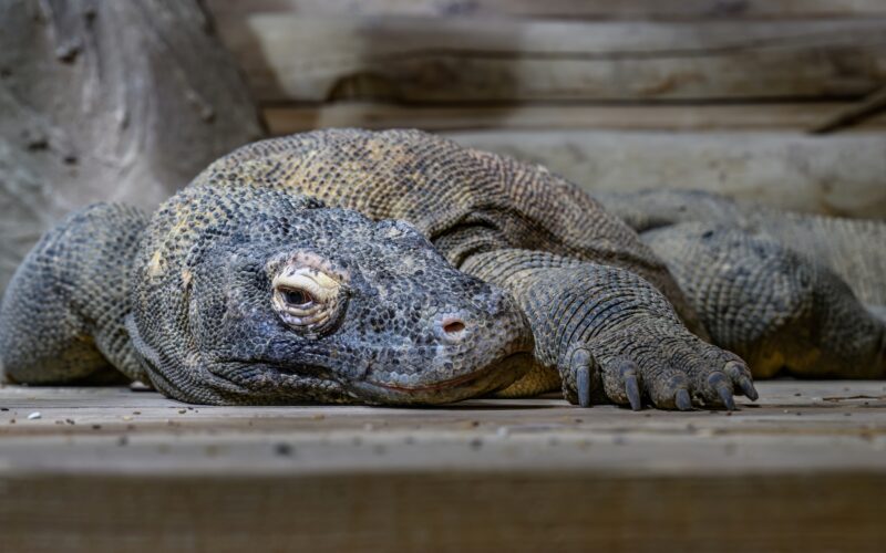 Ein Komodowaran liegt auf einer hölzernen Unterlage, den Kopf auf den Boden gestützt, und wirkt entspannt in einem naturnahen Gehege.