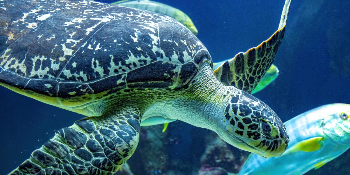 Eine Meeresschildkröte schwimmt unter Wasser neben einem gelben und silbernen Fisch, während eine andere Schildkröte im Hintergrund vor einer blauen Wasseroberfläche zu sehen ist.