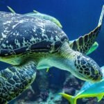 Eine Meeresschildkröte schwimmt unter Wasser neben einem gelben und silbernen Fisch, während eine andere Schildkröte im Hintergrund vor einer blauen Wasseroberfläche zu sehen ist.