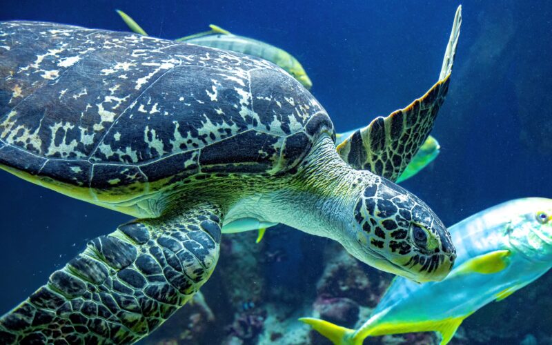 Eine Meeresschildkröte schwimmt unter Wasser neben einem gelben und silbernen Fisch, während eine andere Schildkröte im Hintergrund vor einer blauen Wasseroberfläche zu sehen ist.