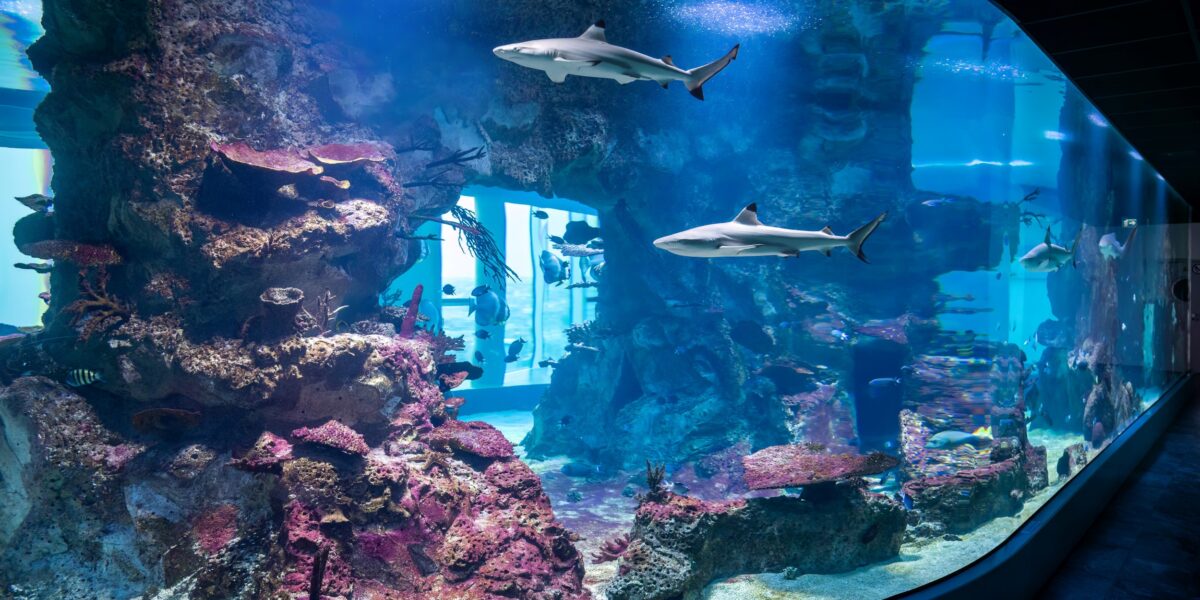 Großes Aquarium mit Korallenformationen, verschiedenen Fischen und zwei Haien, die in der Nähe der Mitte schwimmen; das Becken kann durch ein gebogenes Glasfenster betrachtet werden.