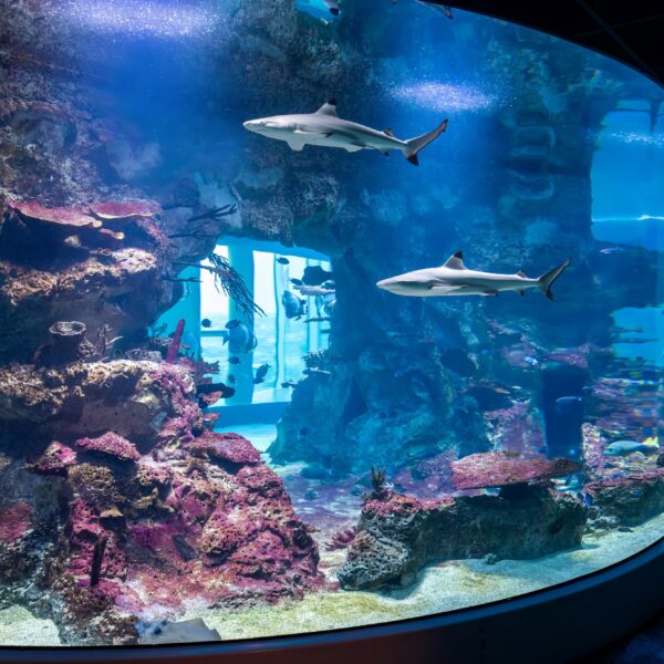 Großes Aquarium mit Korallenformationen, verschiedenen Fischen und zwei Haien, die in der Nähe der Mitte schwimmen; das Becken kann durch ein gebogenes Glasfenster betrachtet werden.