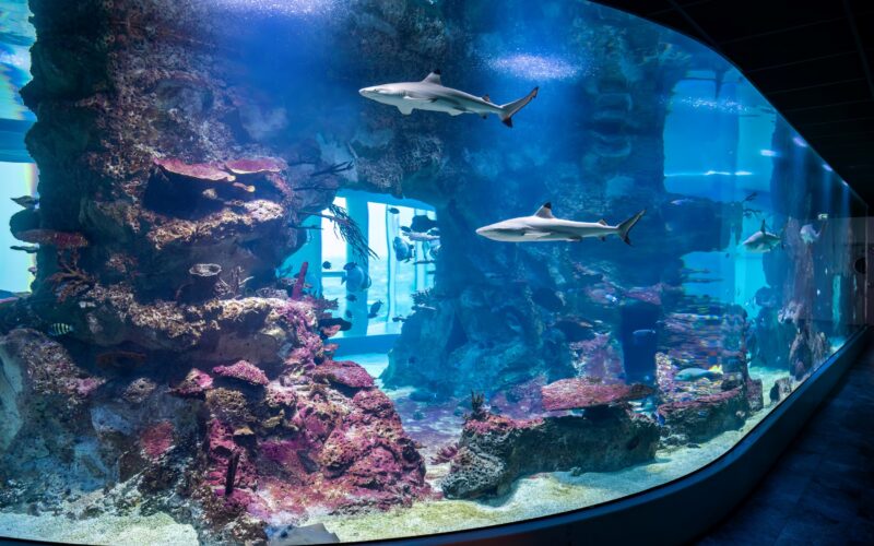 Großes Aquarium mit Korallenformationen, verschiedenen Fischen und zwei Haien, die in der Nähe der Mitte schwimmen; das Becken kann durch ein gebogenes Glasfenster betrachtet werden.