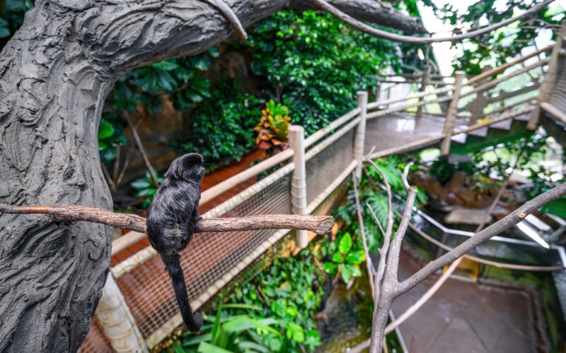 Ein kleiner schwarzer Affe sitzt auf einem Ast in einem Innengehege mit üppigen Grünpflanzen und einem Gehweg im Hintergrund.
