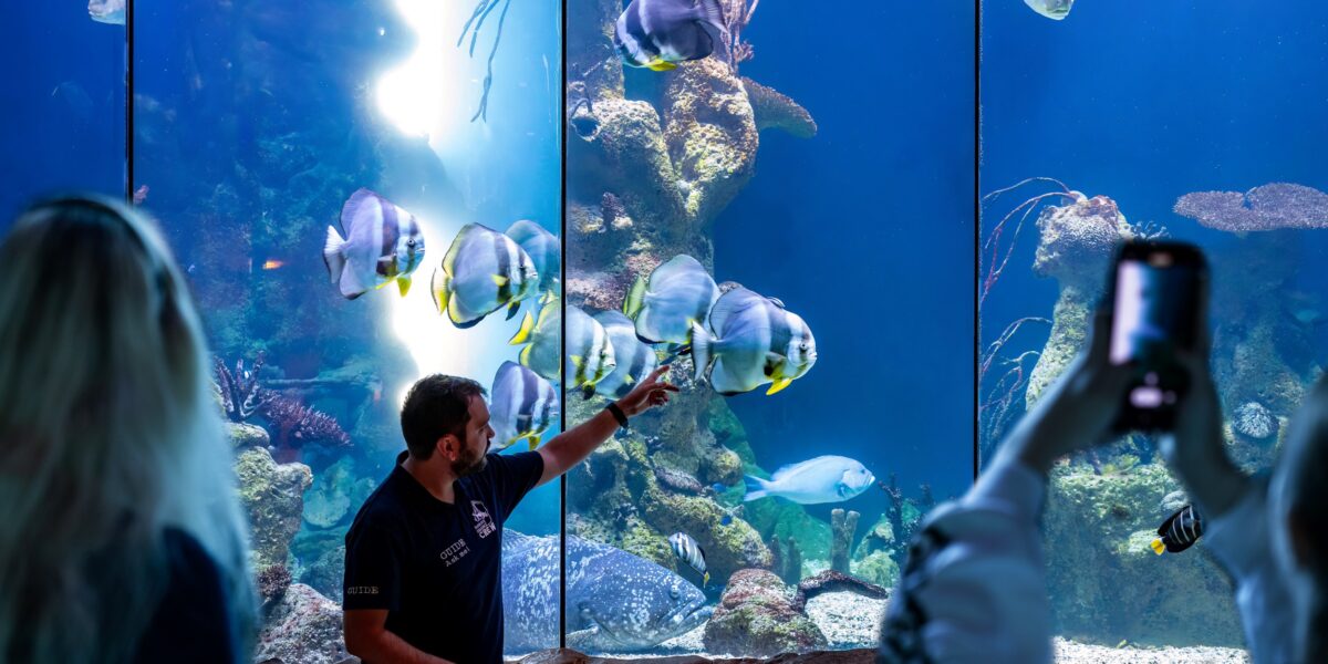 Ein Mann zeigt auf Fische in einem großen Aquarium, während die Besucher durch die Glasscheibe zusehen und Fotos machen.