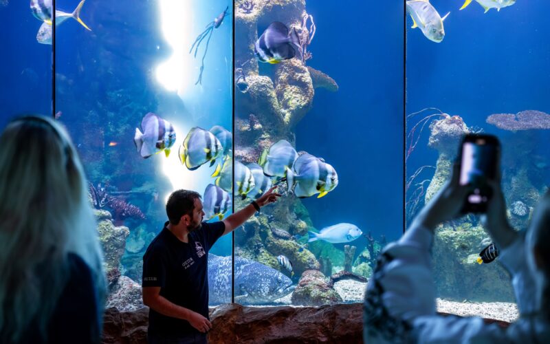 Ein Mann zeigt auf Fische in einem großen Aquarium, während die Besucher durch die Glasscheibe zusehen und Fotos machen.