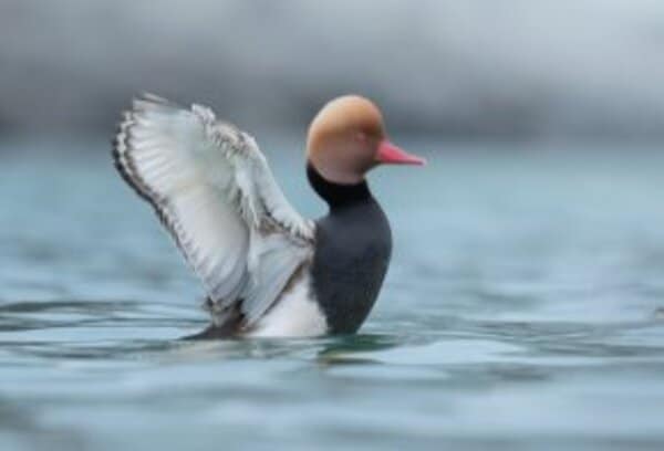 Eine Ente mit rotbraunem Kopf und rosa Schnabel hebt einen Flügel, während sie auf blauem Wasser schwimmt.