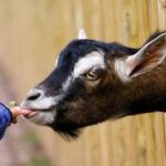 Eine Ziege steckt ihren Kopf durch einen Holzzaun, um Futter aus der Hand eines Menschen zu lecken.