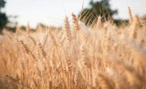 Eine Nahaufnahme von goldenen Weizenhalmen auf einem Feld mit unscharfen Bäumen im Hintergrund unter sanftem Sonnenlicht.