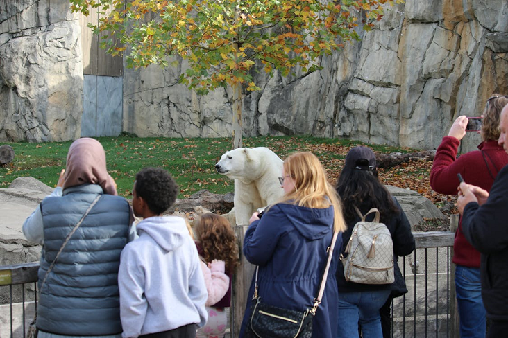Eine Gruppe von Menschen steht hinter einem Zaun und beobachtet und fotografiert einen Eisbären in einem Außengehege des Zoos mit Felswänden und einem Baum.