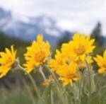 Gelbe Wildblumen mit grünen Stängeln im Vordergrund; im Hintergrund sind unscharfe Berge und Bäume zu sehen.