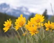 Gelbe Wildblumen mit grünen Stängeln im Vordergrund; im Hintergrund sind unscharfe Berge und Bäume zu sehen.