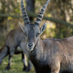 Zwei Alpensteinböcke stehen auf grasbewachsenem Boden; einer steht im Vordergrund und schaut in die Kamera, während der andere im Hintergrund grast.