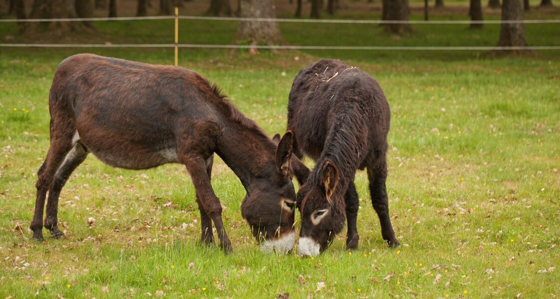 Zwei Esel mit dunkelbraunem Fell grasen auf grünem Gras auf einer eingezäunten Weide mit Bäumen im Hintergrund.