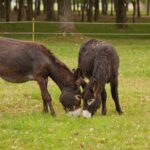 Zwei Esel mit dunkelbraunem Fell grasen auf grünem Gras auf einer eingezäunten Weide mit Bäumen im Hintergrund.