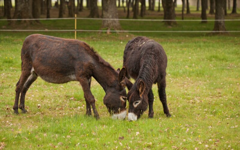 Zwei Esel mit dunkelbraunem Fell grasen auf grünem Gras auf einer eingezäunten Weide mit Bäumen im Hintergrund.