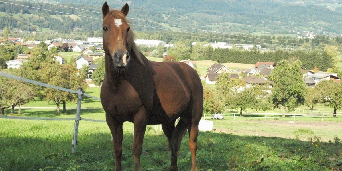 Ein braunes Pferd steht im Gras eines eingezäunten Geländes, mit Häusern, Bäumen und entfernten Hügeln im Hintergrund unter einem klaren Himmel.