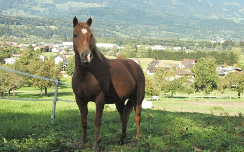 Ein braunes Pferd steht im Gras eines eingezäunten Geländes, mit Häusern, Bäumen und entfernten Hügeln im Hintergrund unter einem klaren Himmel.