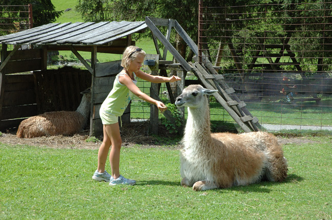 Ein junges Mädchen in grüner Kleidung steht vor einem sitzenden Lama im Gras in der Nähe eines Holzunterstands und eines Drahtzauns.