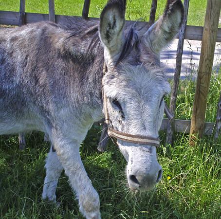 Ein grauer Esel mit Halfter steht an einem sonnigen Tag im Gras neben einem Holzzaun.
