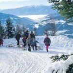 Eine Gruppe von Menschen mit Schlitten geht auf einem verschneiten Weg, umgeben von Kiefern und Bergen im Hintergrund.