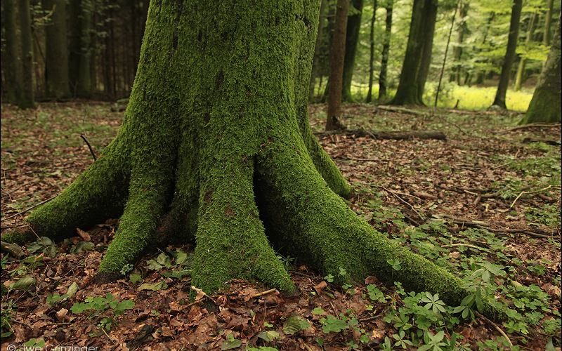 Nahaufnahme eines mit grünem Moos bedeckten Baumstamms mit freiliegenden Wurzeln, die sich über den Waldboden in einem Waldgebiet ausbreiten.